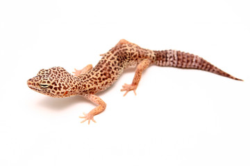 Naklejka premium The Leopard gecko in front of a white background