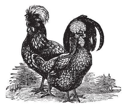 Male and female of Houdan (chicken) vintage engraving