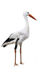 White Stork - Ciconia ciconia. Isolated on white.