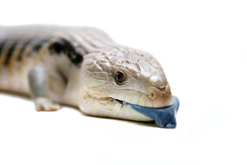 Eastern Blue-tongued Skink (Tiliqua scincoides scincoides)