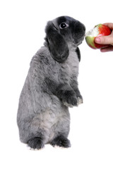 Grey lop-eared rabbit breeds Ram eating the apple
