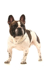 French Bulldog (3 years old) in front of a white background