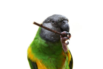 Senegal Parrot (Poicephalus senegalus)