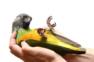 Senegal Parrot (Poicephalus senegalus) on the white background © Farinoza