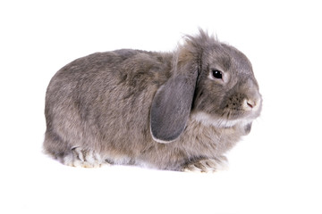 Grey lop-eared rabbit breeds Ram
