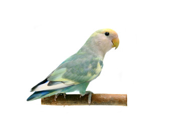 Peach-faced Lovebird (motley clarified blue morph)