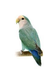 Peach-faced Lovebird (Agapornis roseicollis blue morph)