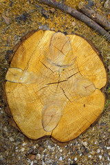 italie,sardaigne,ogliastra : pin en coupe