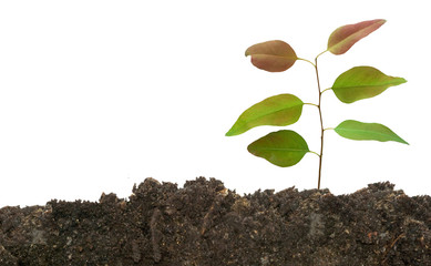 sapling growing from soil