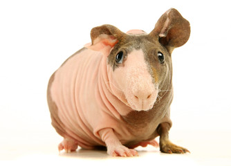 Hairless Guinea Pig isolated on white