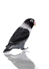 Black masked lovebird on the white background