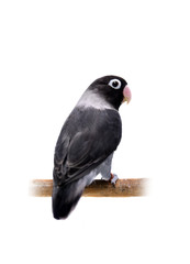 Black masked lovebird on the white background
