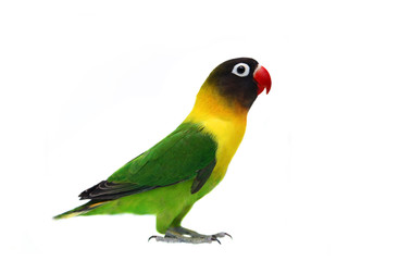Fototapeta na wymiar Zamaskowany Lovebird naturalna kolorystyka na białym tle