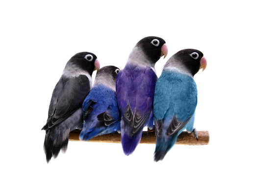 Four masked lovebirds (black, blue, violet, turquoise)