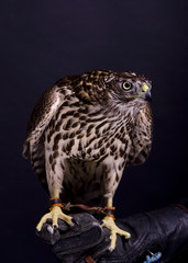 Northen goshawk on the black background