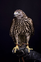 Northen goshawk on the black background