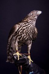 Northen goshawk on the black background
