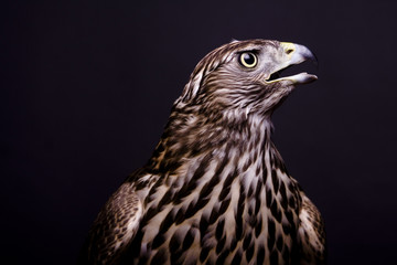 Northen goshawk on the black background