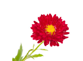 aster red