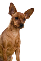 The dwarfish pinscher costs. Isolation on the white