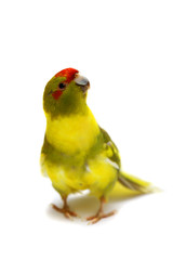 Fototapeta na wymiar Red-fronted Kakariki parakeet, cinnamon motley colored