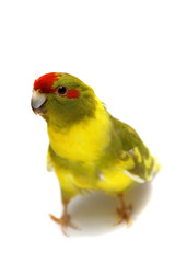 Fototapeta na wymiar Czerwony frontem Kakariki papużki, cynamon Motley kolorze