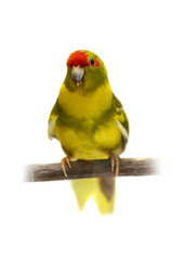 Red-fronted Kakariki parakeet, cinnamon motley colored