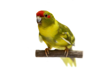 Red-fronted Kakariki parakeet, cinnamon motley colored