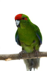 Fototapeta na wymiar Red-fronted Kakariki parakeet, male isolated on white