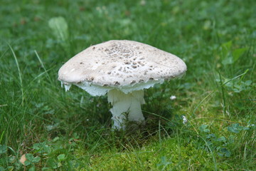 Mushroom