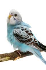 Budgie 1,5 mounths on the white background