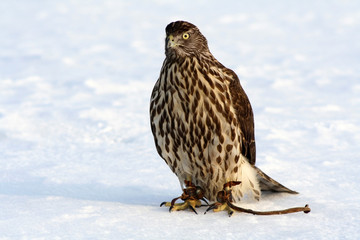 Northen goshawk