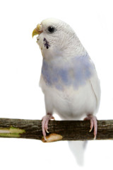 Budgie on the white background