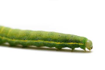 Caterpillar of Green-veined White Butterfly (Pieris napi)