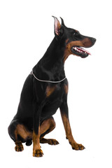 Portrait of black doberman on a white backgriund