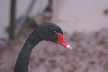 Black Swan