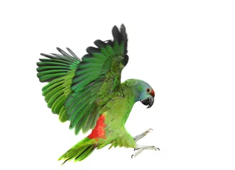 Fotobehang Vliegende festival Amazon papegaai op de witte achtergrond © Farinoza