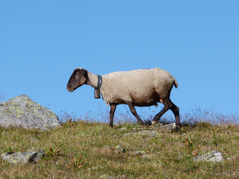 moton &agrave; la clochette