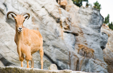Alpine ibex