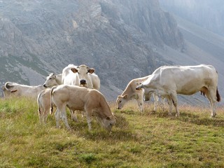 Obraz premium troupeau de vaches