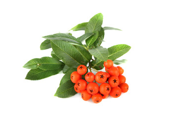 vogelbeeren