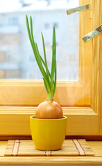 green onion in pot on window sill
