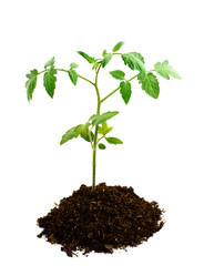 tomato seedling in earth
