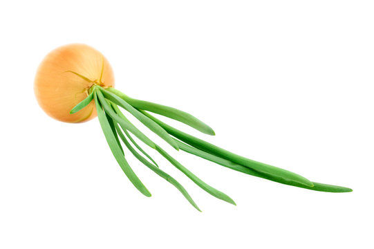 bulbous green onion