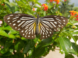 Schmetterling