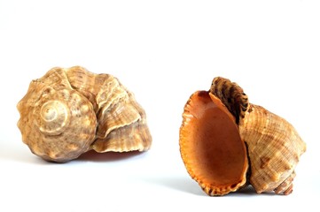 Shell