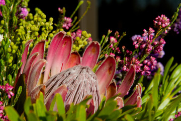 A close up of a pink protea flower