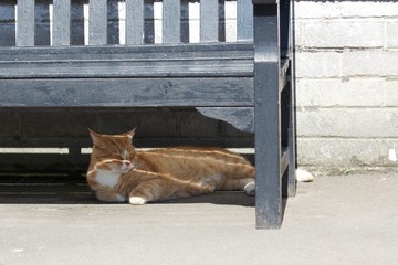 Ginger Cat Napping Under Bench