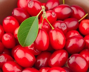 sweet dogberry close up