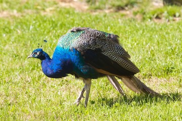 Peakcock Standing in Grass